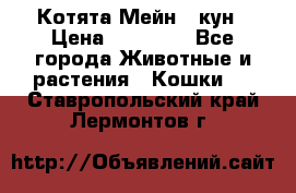 Котята Мейн - кун › Цена ­ 19 000 - Все города Животные и растения » Кошки   . Ставропольский край,Лермонтов г.